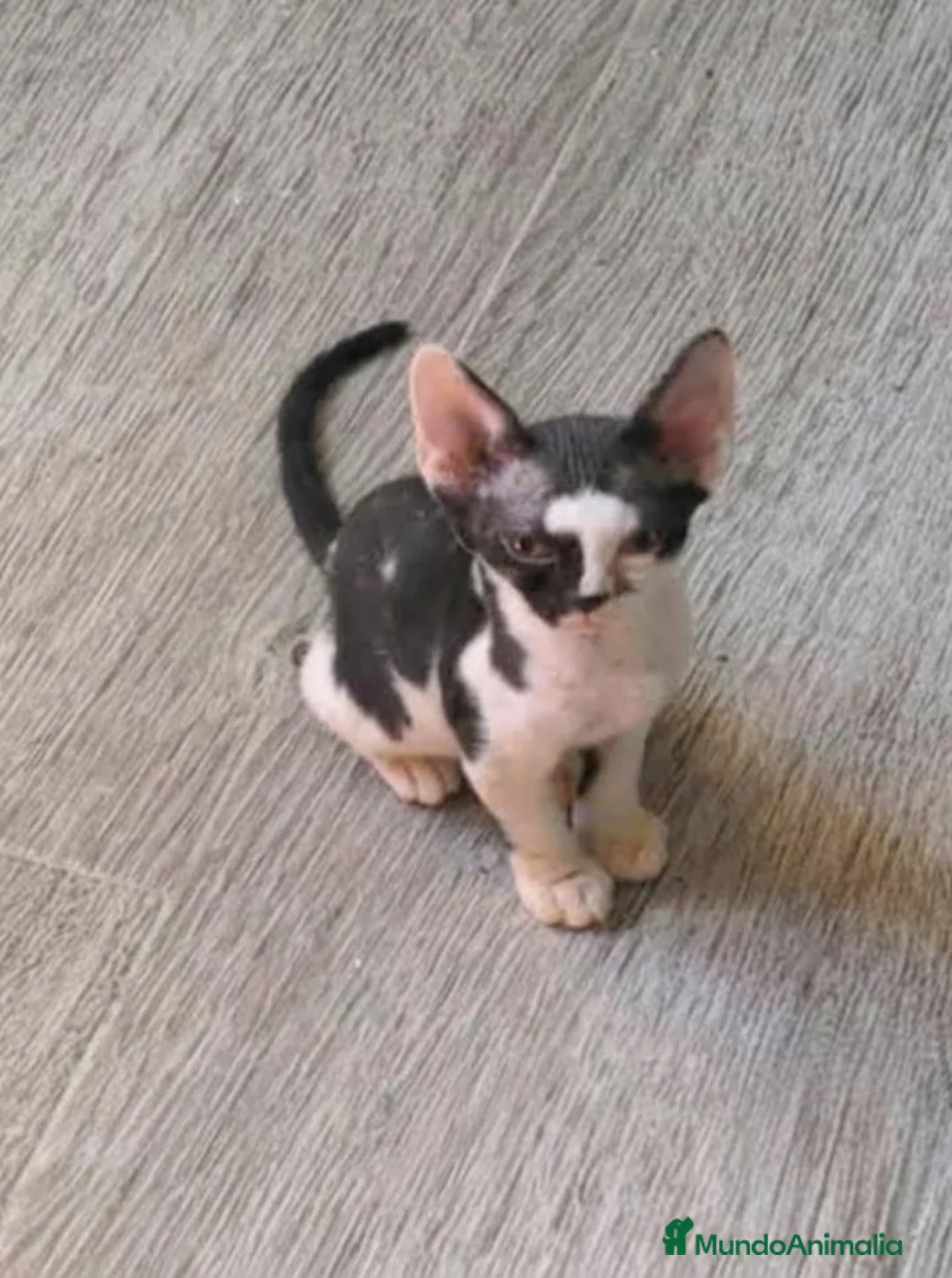 Devon Rex gatos en venta: Precioso gatito Devon Rex - Anuncio 2