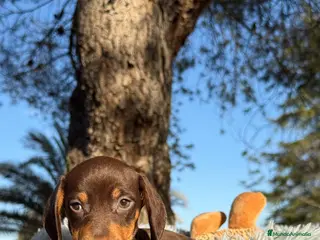 Teckel Miniatura perros TECKEL CHOCOLATE MACHO - Anuncio 3