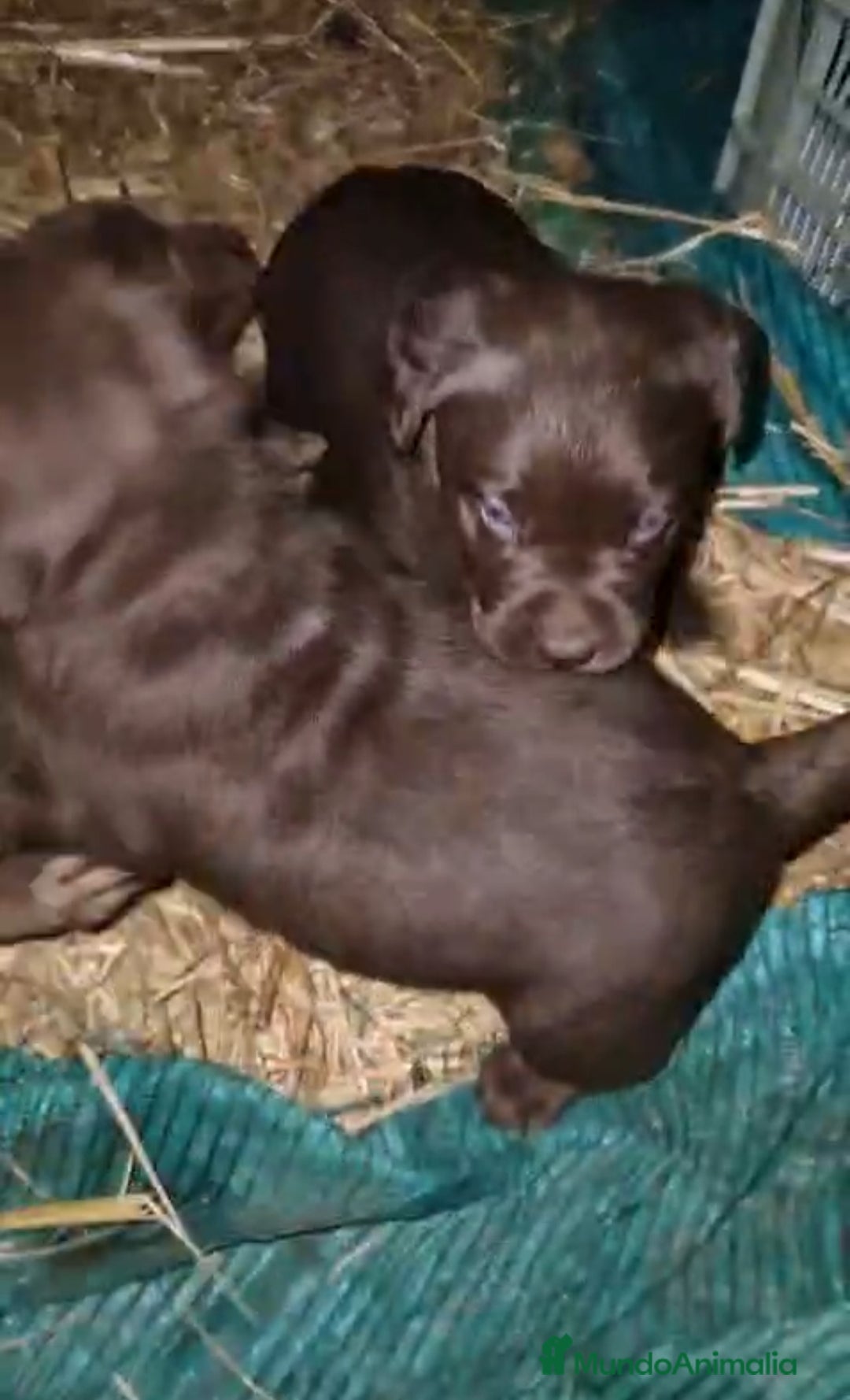 Labrador Retriever perros Cachorros de Labrador chocolate  - Anuncio 1