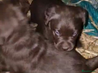 Labrador Retriever perros Cachorros de Labrador chocolate - Anuncio 1