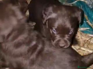 Labrador Retriever perros Cachorros de Labrador chocolate - Anuncio 5