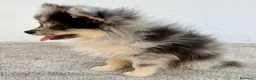 Pomerania perros en venta: Lulu Pomerania tri blue - Anuncio 18