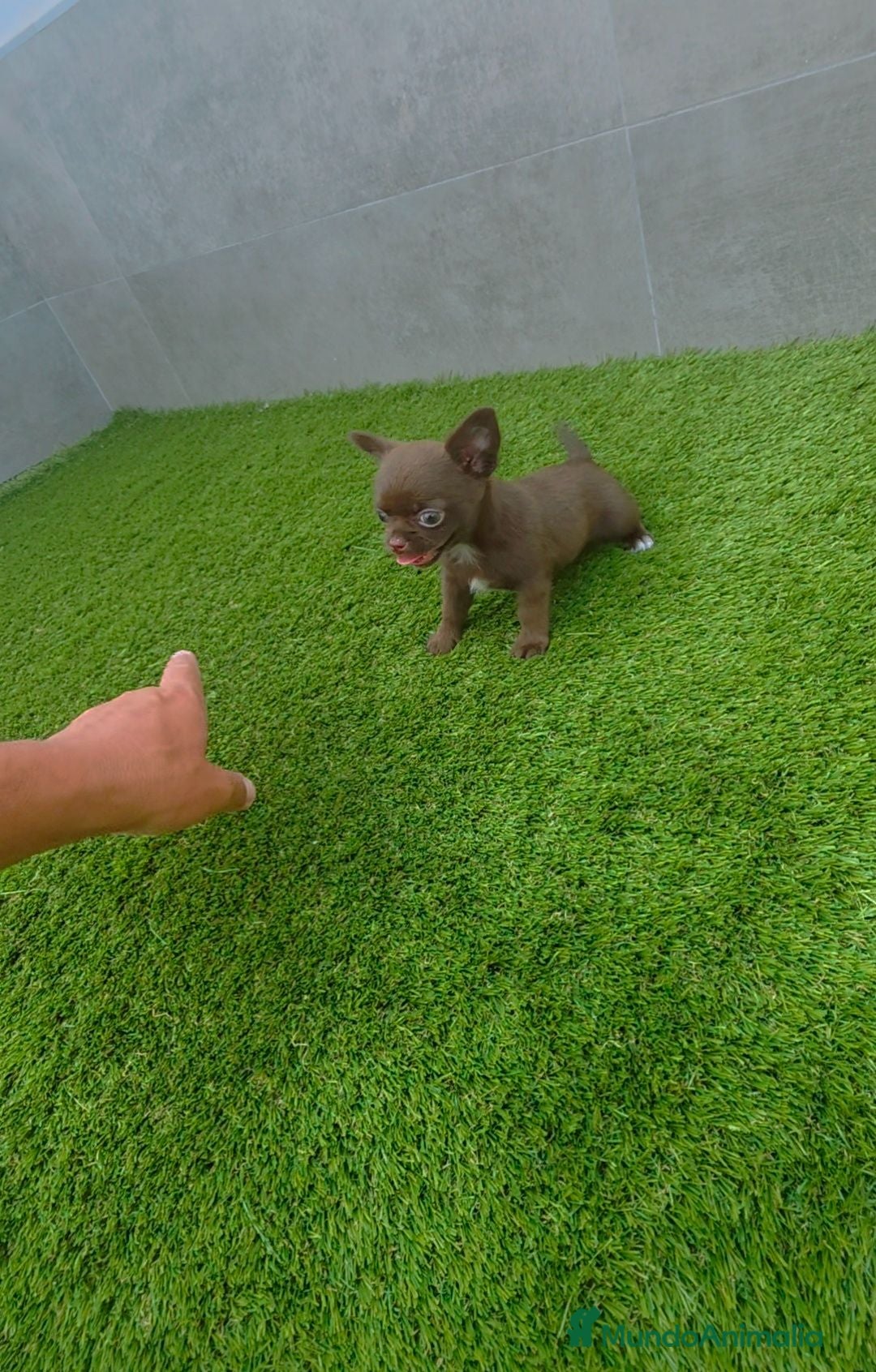 Chihuahua perros DISPONIBLE CHIHUAHUA MACHO CHOCOLATE  - Anuncio 1