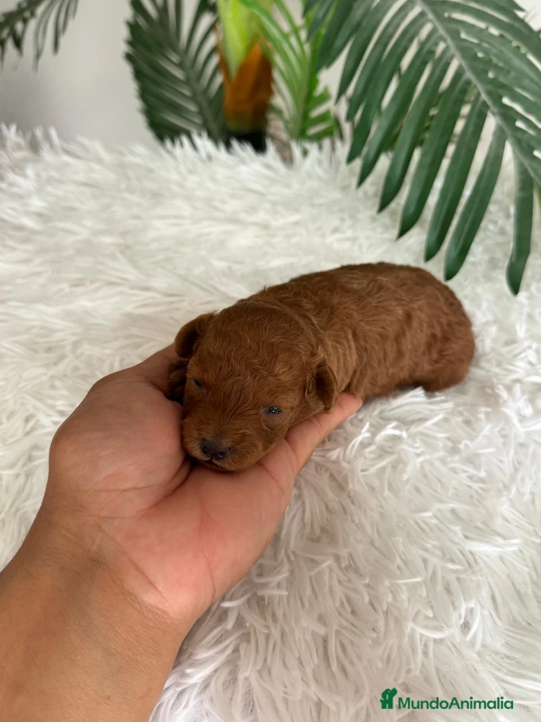 Caniche Toy perros en venta: CANICHE HEMBRA ROJA - Anuncio 2