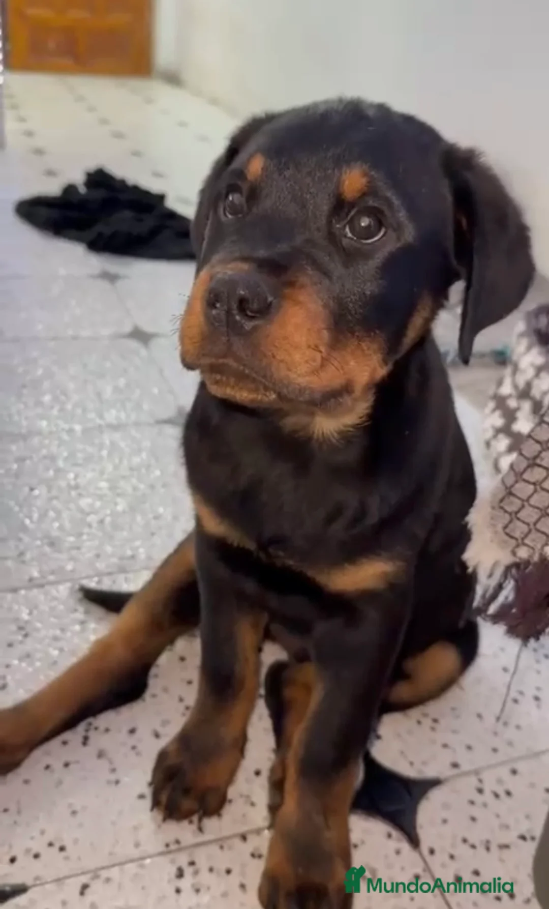 Rottweiler perros en venta: Hembra de rotweiller  - Anuncio 3