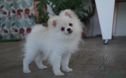 Pomerania perros en venta: 🐾 Frosty – Pomerania blanco mini toy ❄️ - Imagen 4