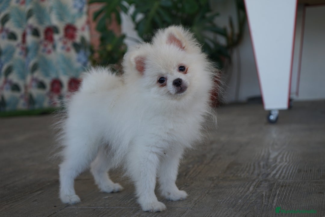 Pomerania perros en venta: 🐾 Frosty – Pomerania blanco mini toy ❄️ - Imagen 4