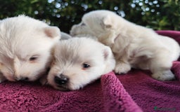 West Highland White Terrier perros en venta: West highlights White Terrier  - Imagen 6