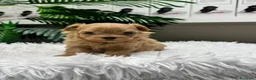 Maltipoo perros en venta: MALTIPOO COREANO 100% - Anuncio 9