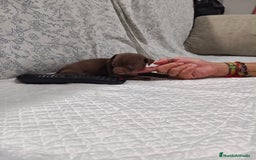 Chihuahua perros en venta: Chocolate macho  - Imagen 4