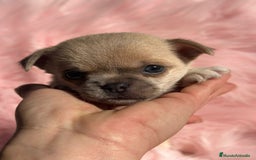 Chihuahua perros en venta: Chihuahua Toy Isabella  - Anuncio 3