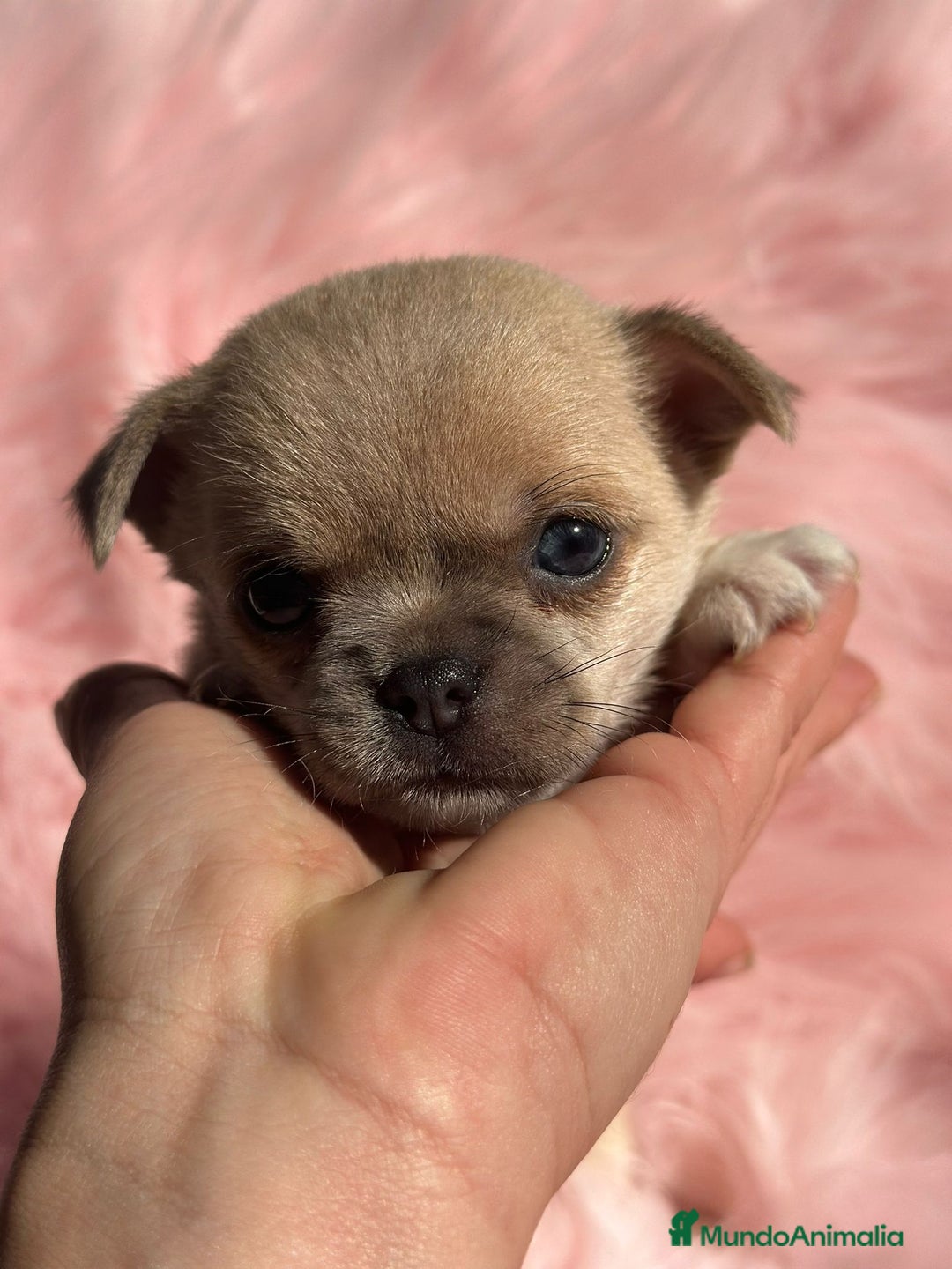 Chihuahua perros en venta: Chihuahua Toy Isabella  - Anuncio 3