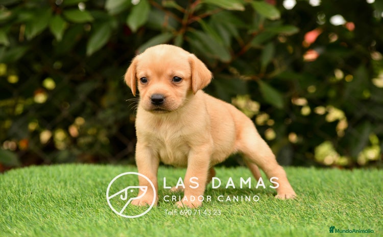 Labrador Retriever perros - Anuncio 1