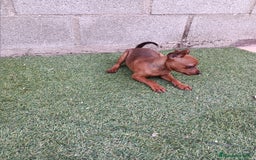 Pinscher Miniatura perros en venta: Pinscher hembra - Imagen 3