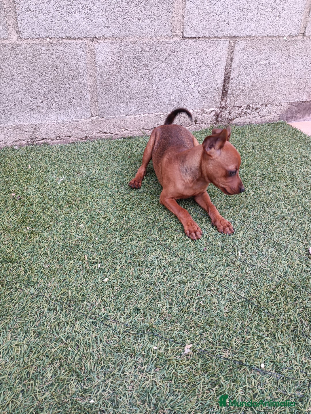 Pinscher Miniatura perros en venta: Pinscher hembra - Imagen 3