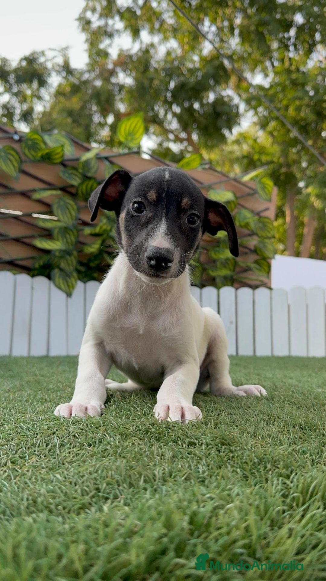 Ratonero Bodeguero Andaluz perros en venta: BODEGUERO ANDALUZ - Imagen 2