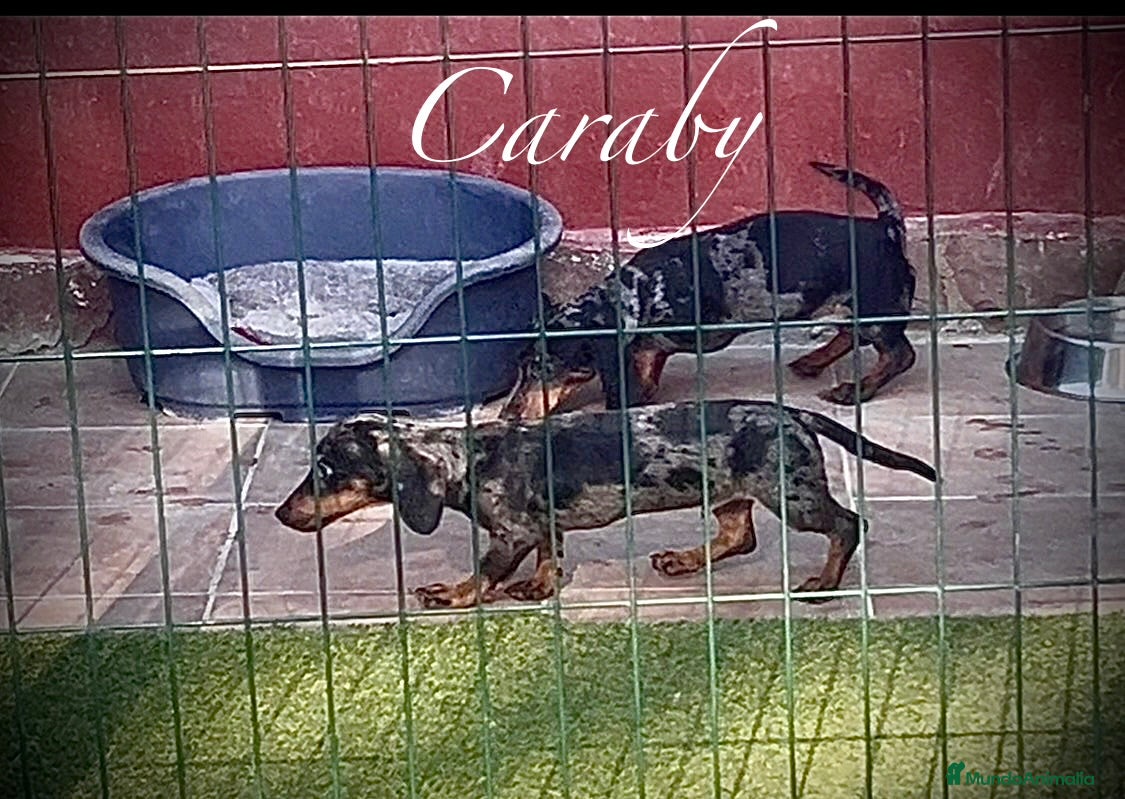 Teckel Miniatura perros Teckel en Caraby Benidorm  en Alicante - Anuncio 1