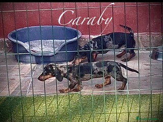 Teckel Miniatura perros Teckel en Caraby Benidorm en Alicante - Anuncio 1
