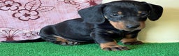 Teckel perros en venta: TECKEL ENANOS //////// PELUCHITOS  - Anuncio 5
