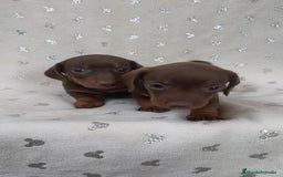 Teckel Miniatura perros en venta: Teckel Kanichen chocolate y mini pielbad  - Imagen 6