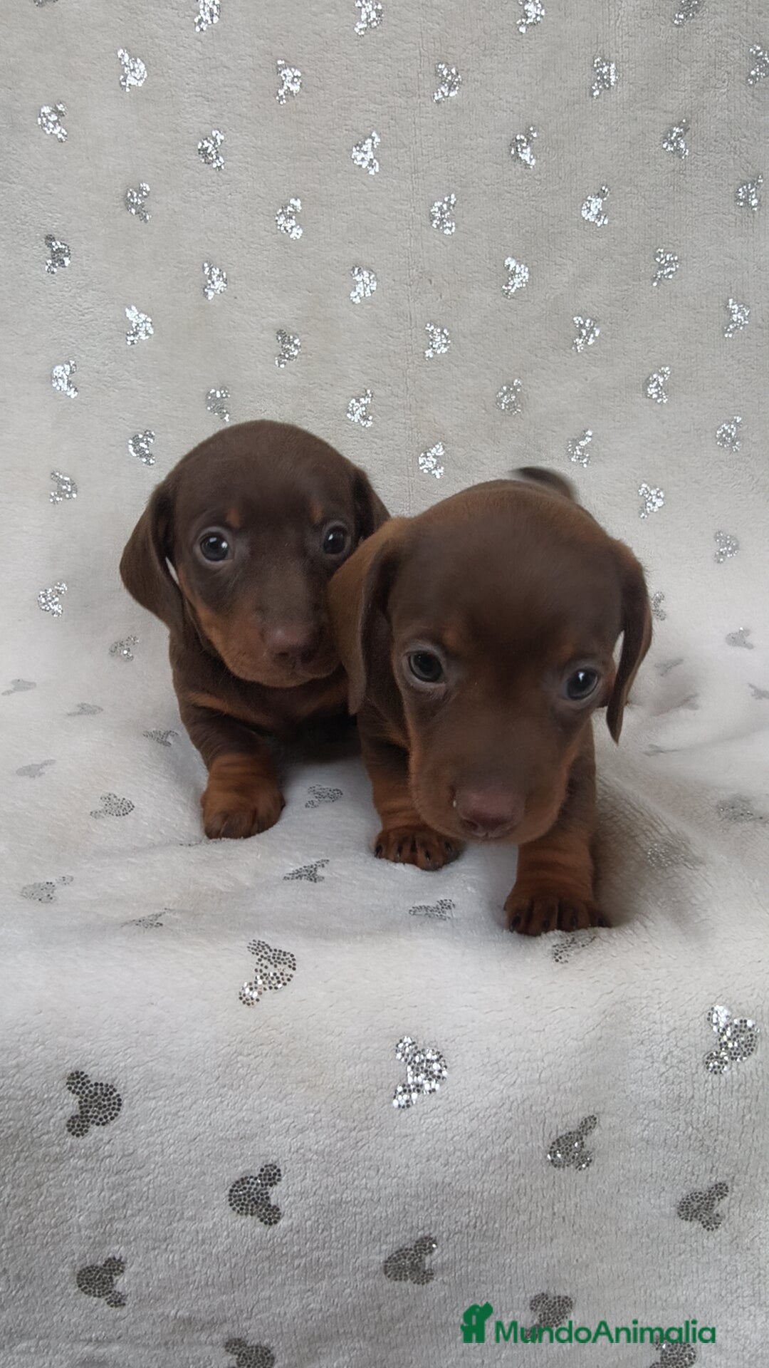 Teckel Miniatura perros en venta: Teckel Kanichen chocolate y mini pielbad  - Imagen 6