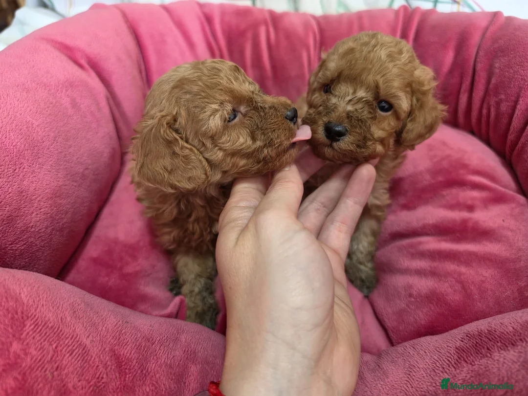 Caniche Toy perros en venta: Caniches toy - Anuncio 2