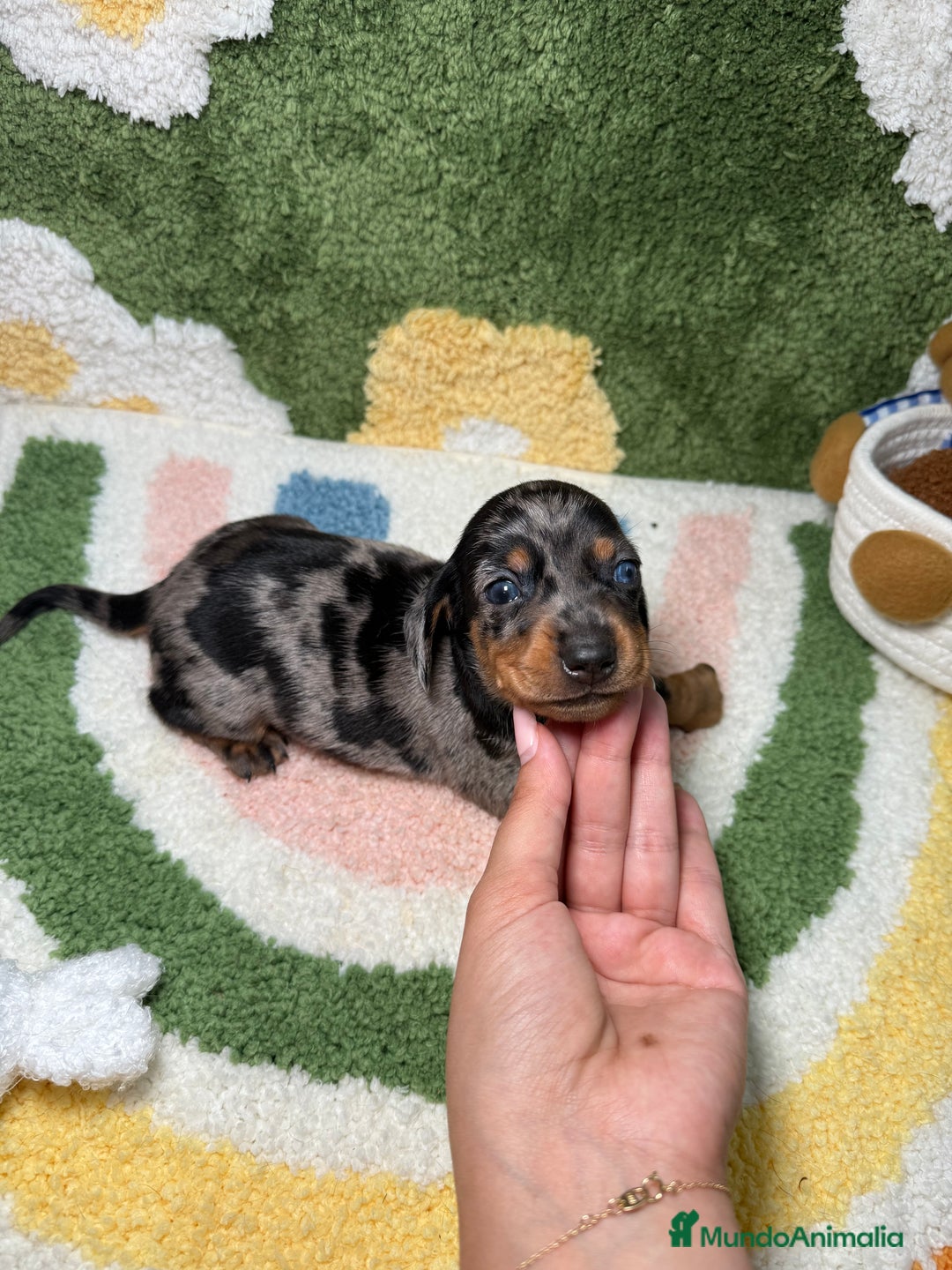 Teckel Miniatura perros en venta: Teckel Kaninchen Ojo azul Arlequin - Imagen 4