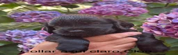 Cocker Spaniel Inglés perros en venta: Últimos cachorros cocker spaniel inglés  - Anuncio 4