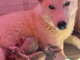 Husky Siberiano perros HUSKY SIBERIANO - Anuncio 1