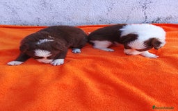Border Collie perros en venta: Border collie  - Imagen 10