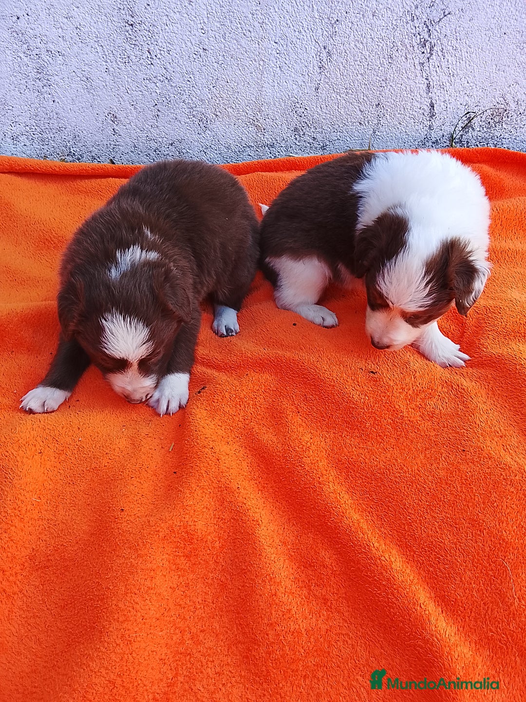 Border Collie perros en venta: Border collie  - Imagen 10