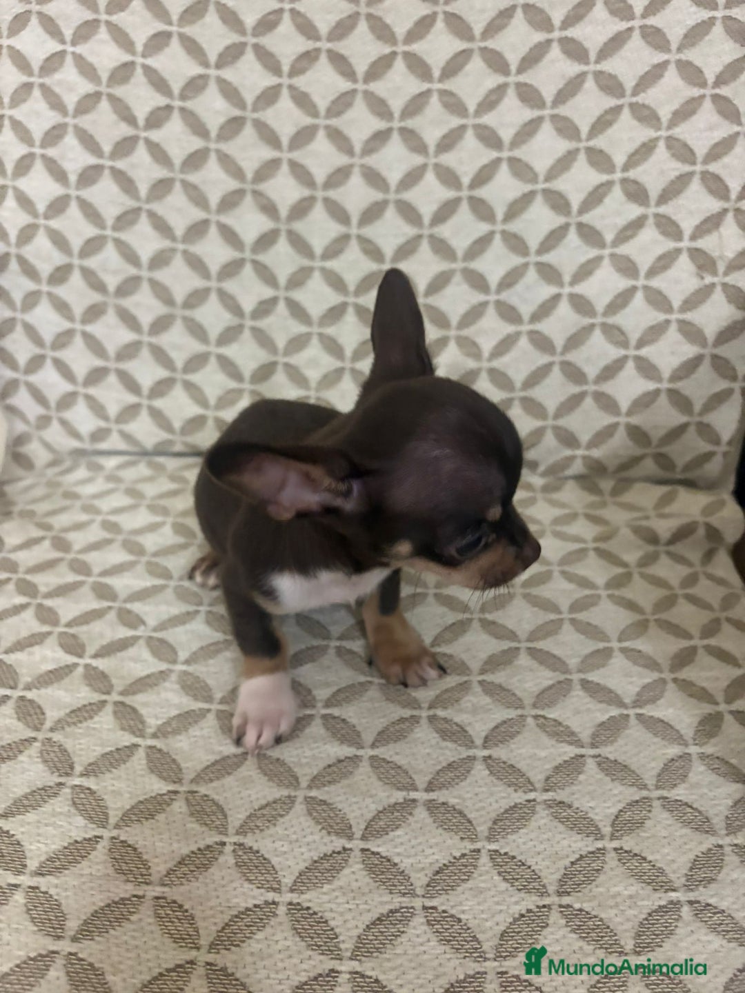 Chihuahua perros en venta: Chihuahua mini toy cabeza manzana  - Anuncio 6
