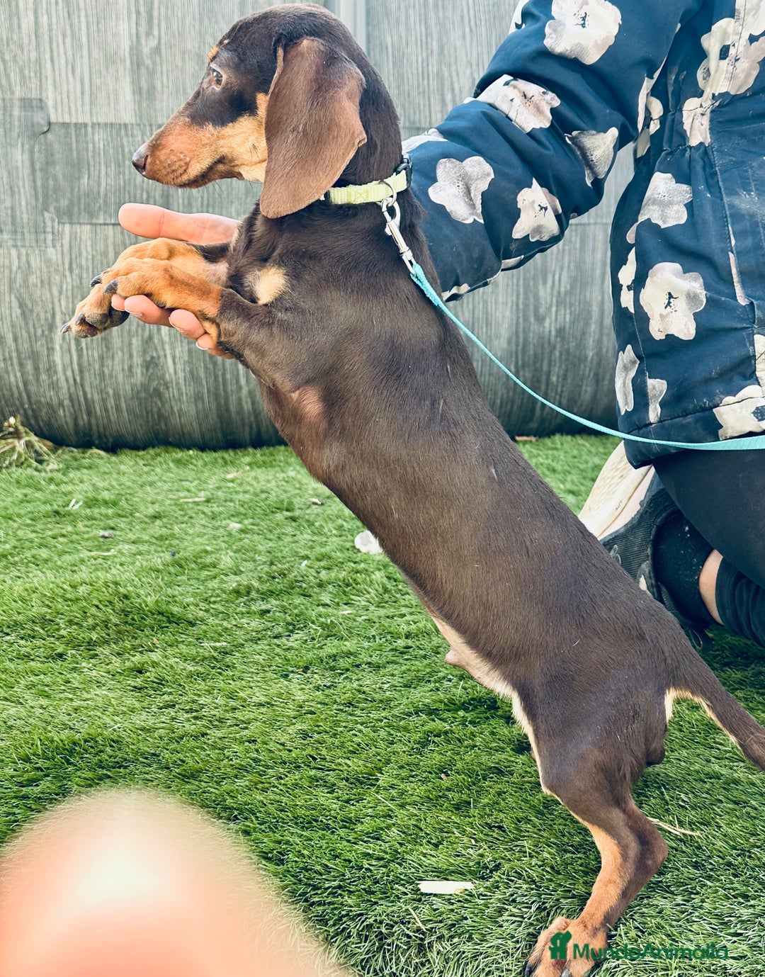 Teckel Miniatura perros en venta: Miniatura chocolate - Anuncio 3