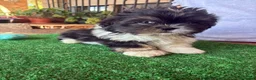 Shih Tzu perros en venta: Machos de shihtzu  - Anuncio 10