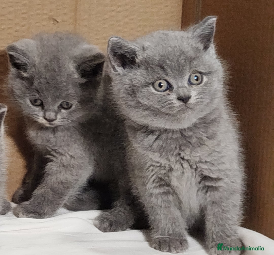 Británico de Pelo Corto Azul gatos en venta: British Shorthair  - Anuncio 5