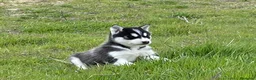 Husky Siberiano perros en venta: Precioso cachorro husky siberiano macho  - Anuncio 7