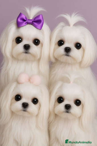 Imagen de galería {{count}}