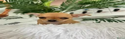 Chihuahua perros en venta: CHIHUAHUA HEMBRA - Anuncio 5