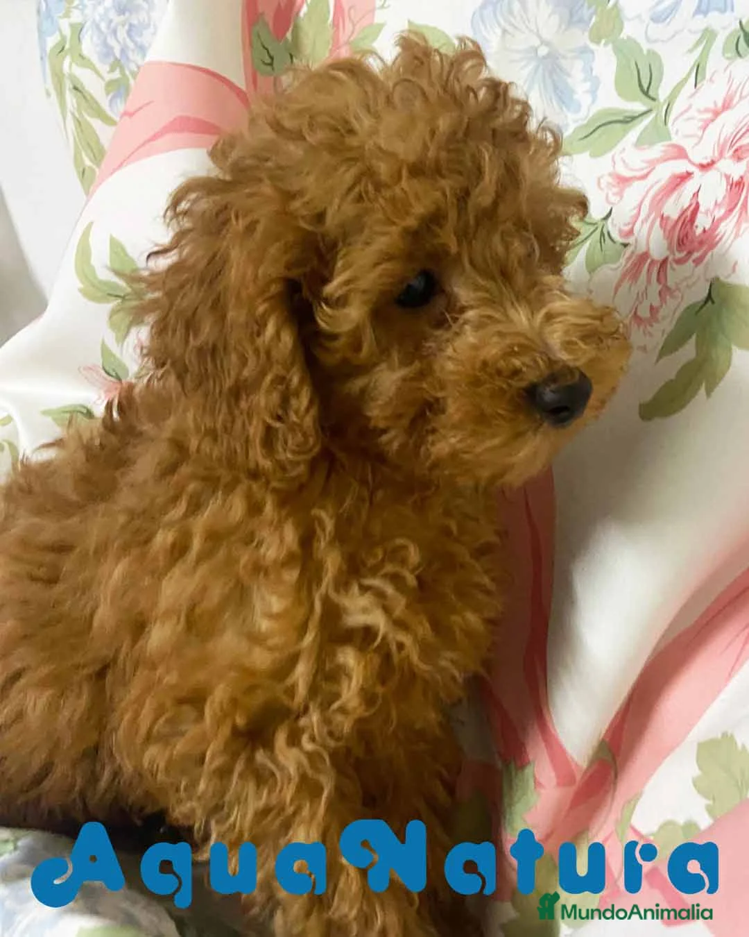 Caniche Enano perros en venta: Caniche Macho de Camila y Can 8995 AQUANATURA en Barcelona - Anuncio 4