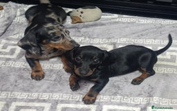 Teckel perros en venta: Teckel toys miniaturas adorables  - Imagen 3