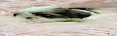 Shih Tzu Cachorro 4
