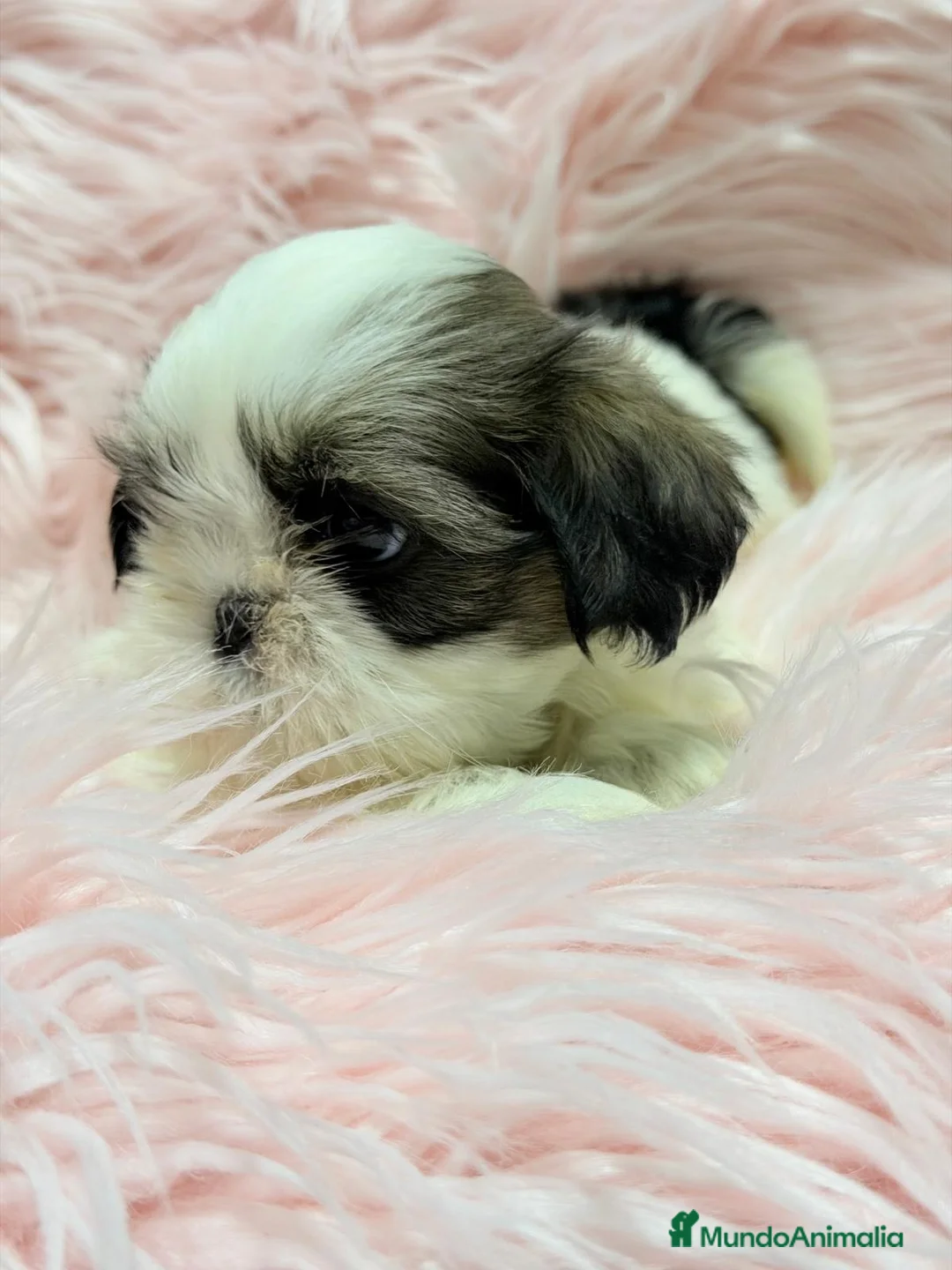 Shih Tzu perros en venta: SHIH TZU  - Anuncio 8