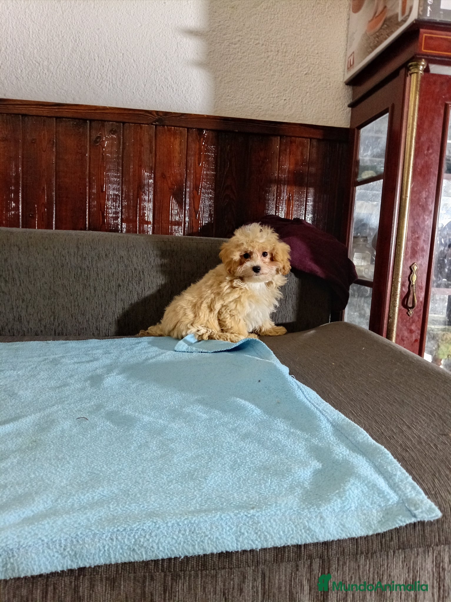 Maltipoo perros Maltipoo - Anuncio 1