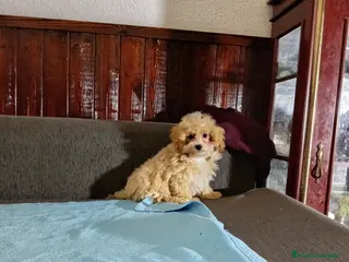 Maltipoo perros Maltipoo - Anuncio 1