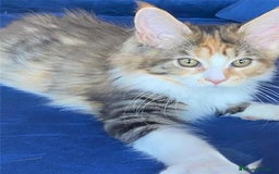 Maine Coon gatos en venta: Mainecoon hembra en Madrid - Imagen 5