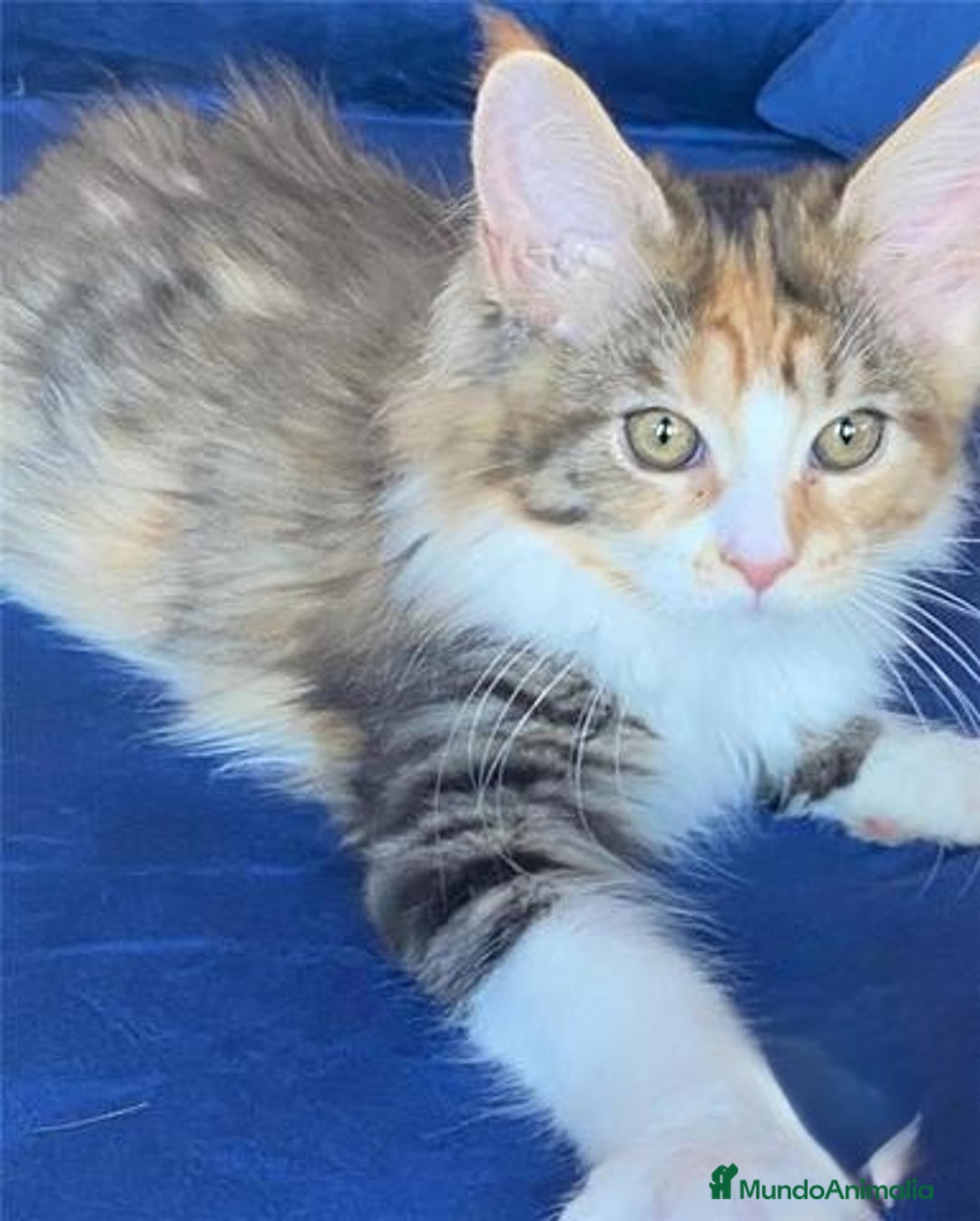 Maine Coon gatos en venta: Mainecoon hembra en Madrid - Imagen 5