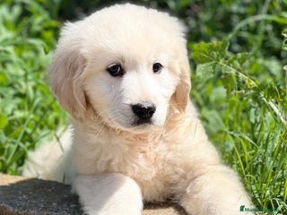 Golden Retriever perros en Barcelona - Anuncio 32