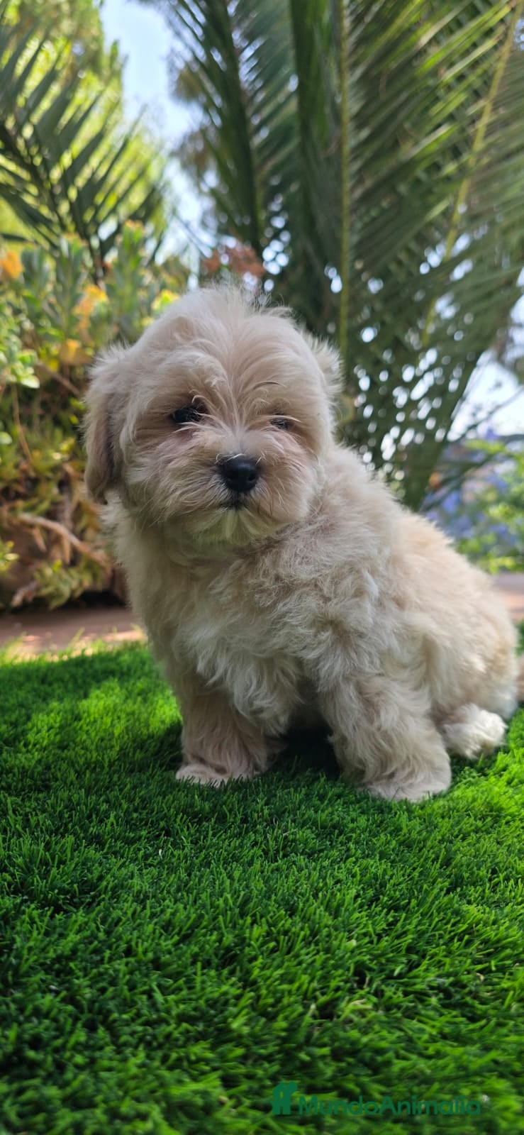 Maltipoo perros Preciosa camada de maltipoo toy - Anuncio 1