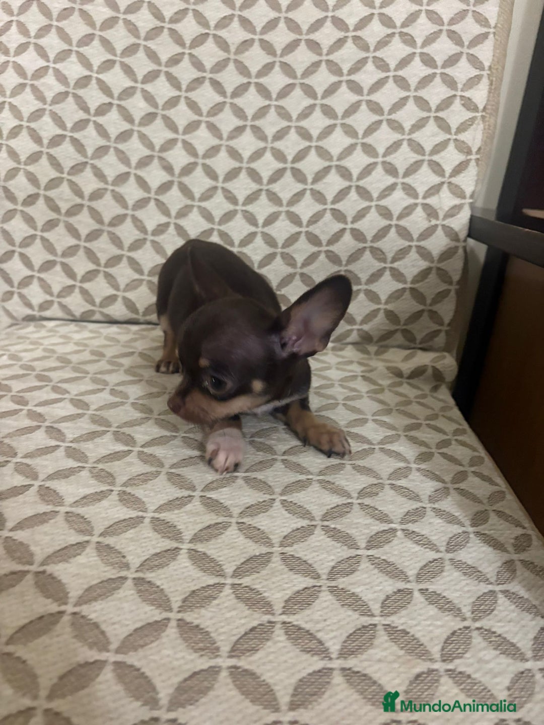 Chihuahua perros en venta: Chihuahua mini toy cabeza manzana  - Anuncio 13