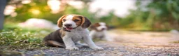 Beagle perros en venta: BEAGLES MADRID  en Ciudad Real - Anuncio 3